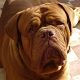 Kutya Bordeaux-i dog