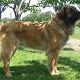 Kutya Leonberger