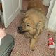 Kutya Chow-chow