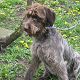 Kutya Német vizsla