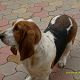 Kutya Basset hound