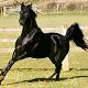 Nagyemlős Ló: Arab telivér