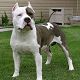 Kutya Staffordshire bullterrier