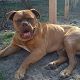 Kutya Bordeaux-i dog