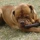 Kutya Bordeaux-i dog