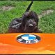 Kutya Schnauzer
