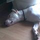 Kutya Argentin dog