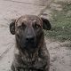 Kutya Cane corso