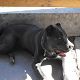 Kutya Cane corso