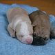 Kutya Staffordshire bullterrier