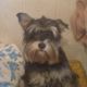 Kutya Schnauzer