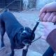 Kutya Cane corso