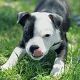 Kutya Staffordshire bullterrier