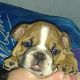 Kutya Bulldog