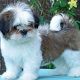 Kutya Lhasa-apso