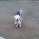 Kutya Tibeti terrier