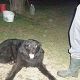 Kutya Cav.King C. spániel