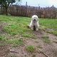 Kutya Tibeti terrier