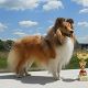 Kutya Sheltie
