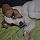 Spotty, Jack Russel terrier