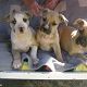 Kutya Staffordshire bullterrier