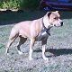 Kutya Staffordshire bullterrier
