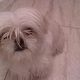 Kutya Cairn terrier