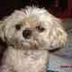 Kutya Lhasa-apso