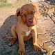 Kutya Bordeaux-i dog