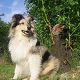 Kutya Collie