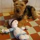 Kutya Welsh terrier