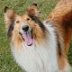 Kutya Collie