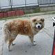 Kutya Akita inu