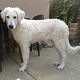 Kutya Kuvasz