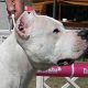 Kutya Argentin dog