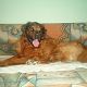 Kutya Leonberger