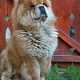 Kutya Chow-chow