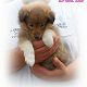Kutya Sheltie
