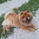 Kutya Chow-chow