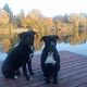Kutya Cane corso
