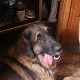 Kutya Leonberger
