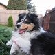 Kutya Collie