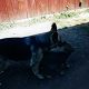 Kutya Rhodesian Ridgeback