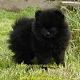 Kutya Spitz