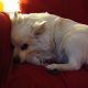 Kutya Spitz