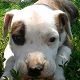 Kutya Staffordshire bullterrier