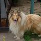 Kutya Collie