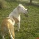 Kutya Staffordshire bullterrier