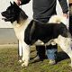 Kutya Akita inu