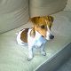 Kutya Jack Russel terrier